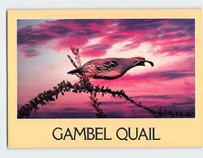 Postcard Gambel Quail