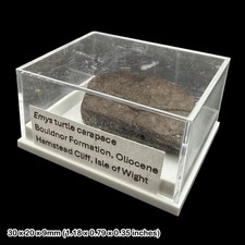 Emys Turtle Carapace Fossil