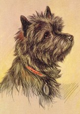 CAIRN TERRIER DOG GREETING