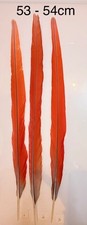 Parrot Macaw Feather Crafts