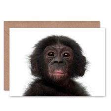 Animal Bonobo Chimp Chimpanzee