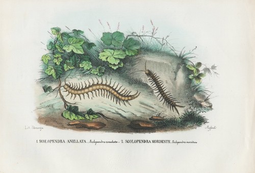 Scolopendra giant runner - scolopendra,