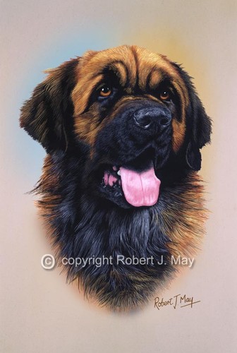 Leonberger head study print - leonberger,