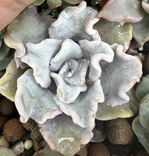 Echeveria crispy beauty 5cm - echeveria,