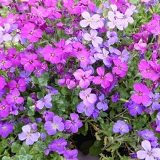 Aubrieta Alpine Plant Mix 6 x