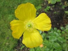 200+Welsh Poppy Seeds Yellow/Orange Flower - Easy Care - Bee Friendly Perennial,