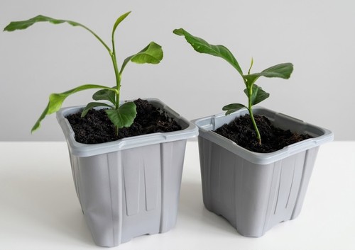 Lemon tree seedlings young - lemon,