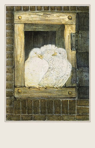 White pigeons window - pigeons, window,