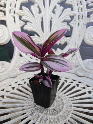 Tradescantia nanouk fresh - 'nanouk',