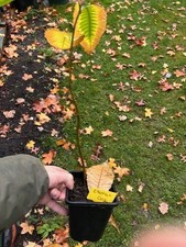 Hybrid Chestnut tree saplings