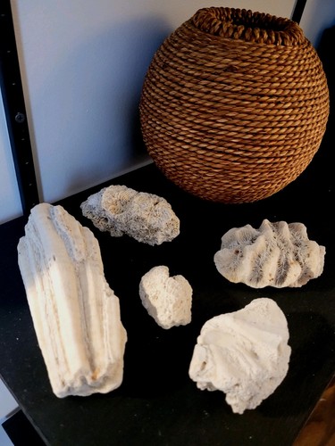 Vintage lot natural brain - vintage,