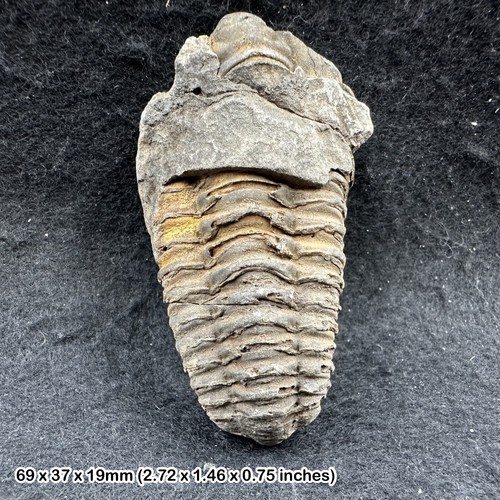 Large diacalymene trilobite