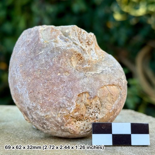 Rare cenoceras inornatum