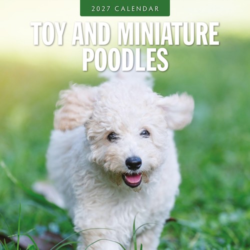 Toy and miniature poodles 2027 - toy,