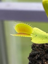 Venus Fly Trap Big Robust