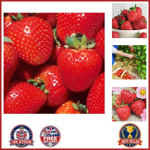 Bare root strawberry plants - root,