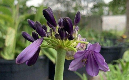 Ever amethyst reblooming - amethyst,