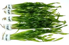 Vallisneria Asiaticia