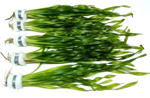 Vallisneria asiaticia - vallisneria,