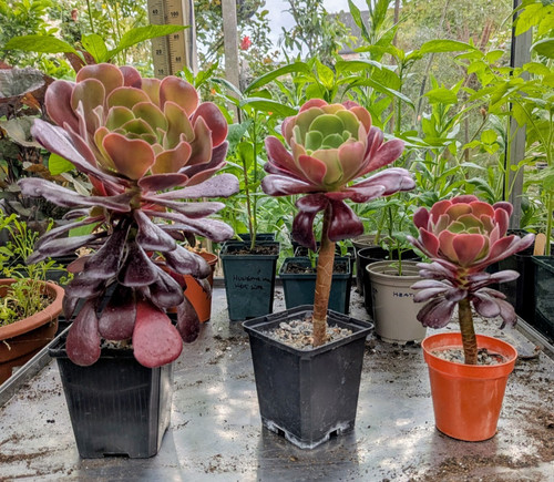 Aeonium velour tree - velour,