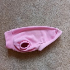 Whippet Puppy Iggy Small Dog