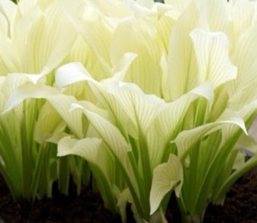 Hosta white feather - hosta,