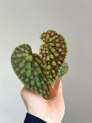 Begonia chlorosticta - ,