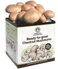 Chestnut Mushroom Growing Kit