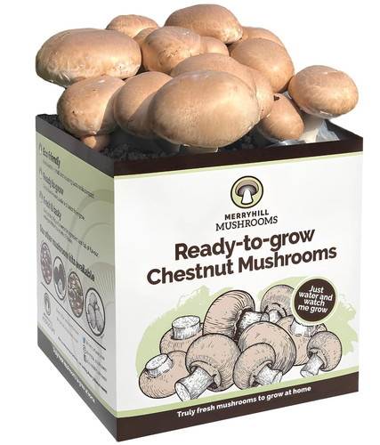 Chestnut mushroom growing kit - mushroom,