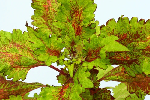 Colourful coleus soil - colourful,