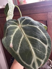 anthurium crystallinum Mixed