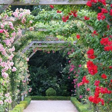 Climbing Rose in 2 Litre Pot -