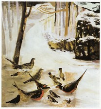 Birds in Chiswick Park Mary