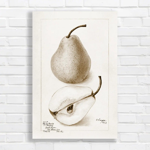 Vintage pear botanical - vintage,