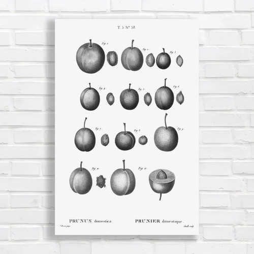 Vintage botanical plums and - botanical,