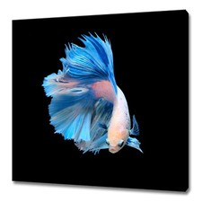 Blue white siamese - white, fighting