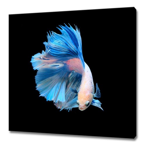 Blue white siamese - blue, fighting