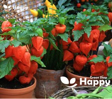 VEGETABLE SEEDS CAPE