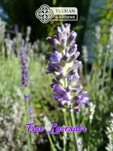 True lavender lavandula - true, (lavandula