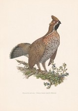 1960 HAZEL GROUSE Bird Print -