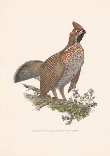 1960 hazel grouse - hazel, print