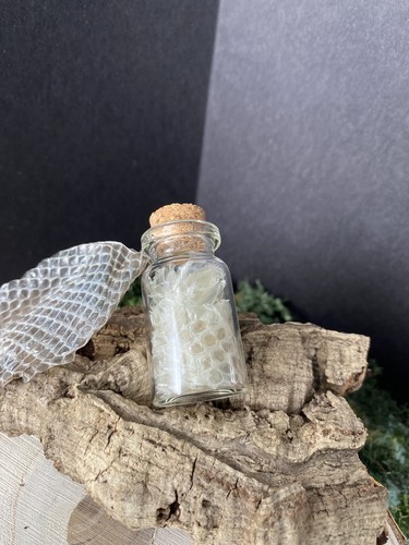 Snake shed pieces - , for