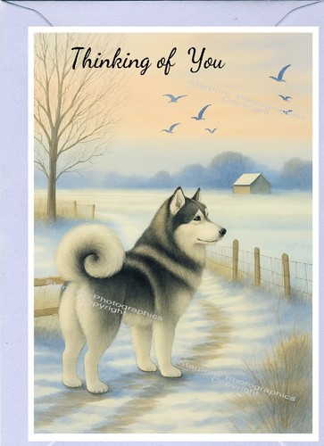 Alaskan malamute dog thinking - alaskan,