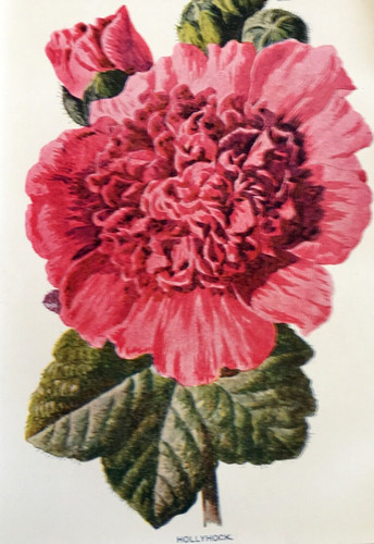 Antique print hollyhock c1900s - antique,