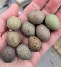 12 X Quail Eggs Cpq Chinese