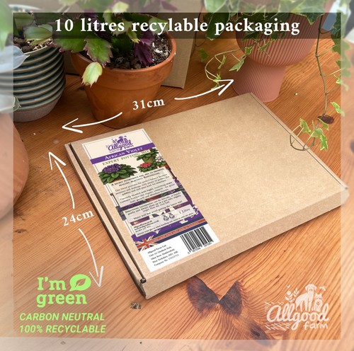 African violet expert potting - african,