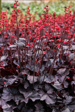 Heuchera Black Forest Cake -