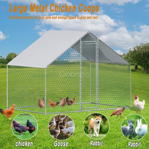 Garden backyard chicken - garden,