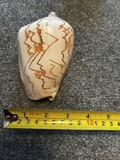Giant shell