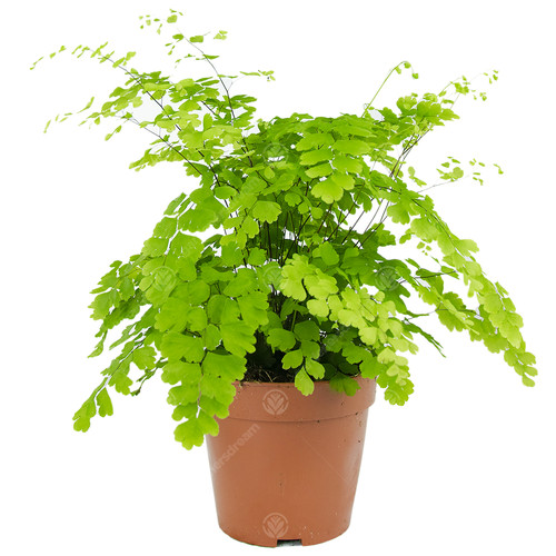 Adiantum fragrans maidenhair - fragrans,